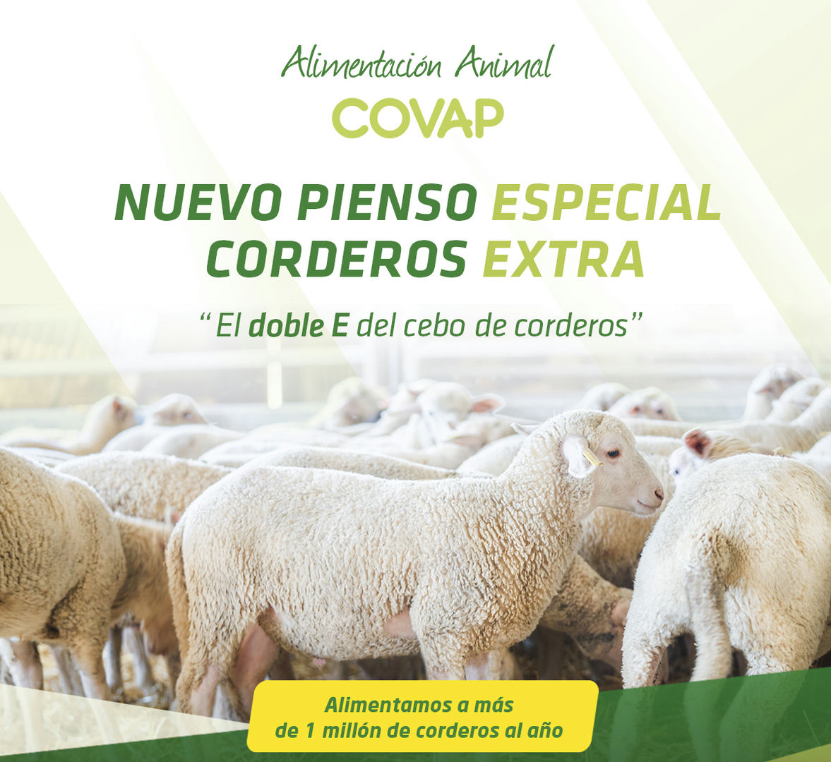 Doble E del cebo de corderos | COVAP