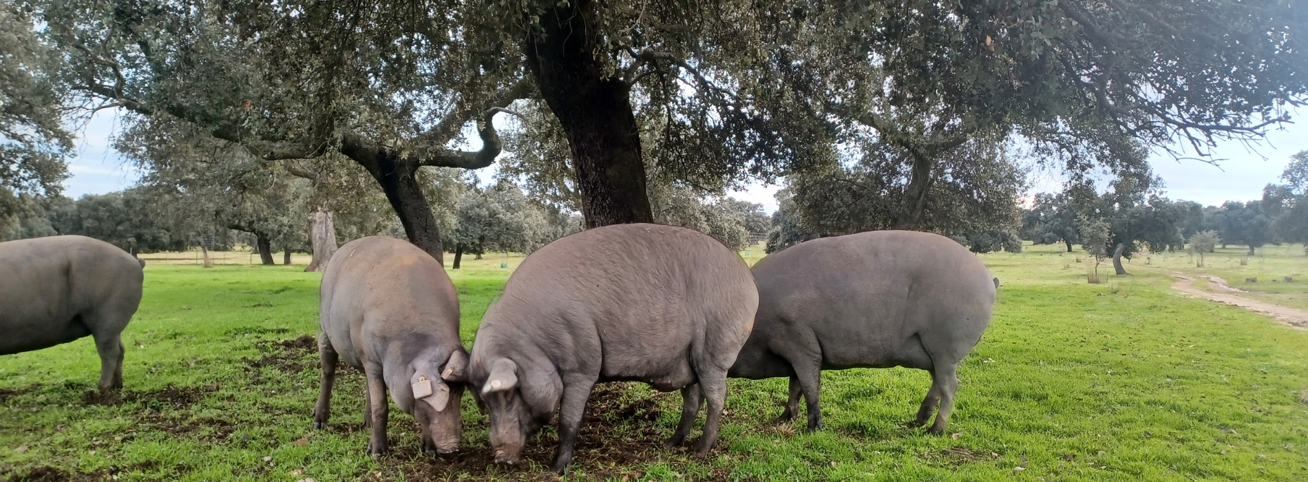 COVAP desarrolla un sistema pionero de monitorización inteligente en libertad durante la montanera.