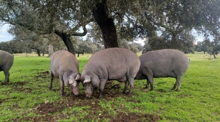 COVAP desarrolla un sistema pionero de monitorización inteligente en libertad durante la montanera.
