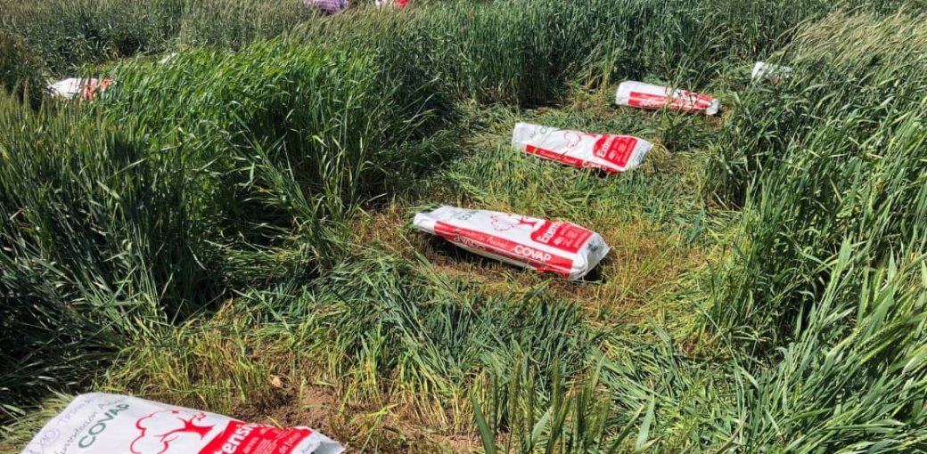 Bolsas de alimentación animal de COVAP puestas en fila en unos surcos cavados en el césped