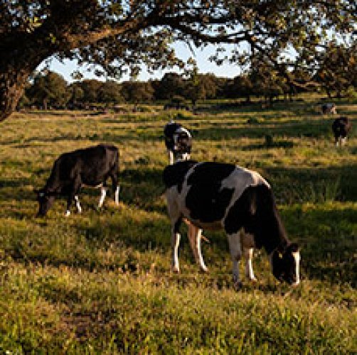 Sustainable Livestock