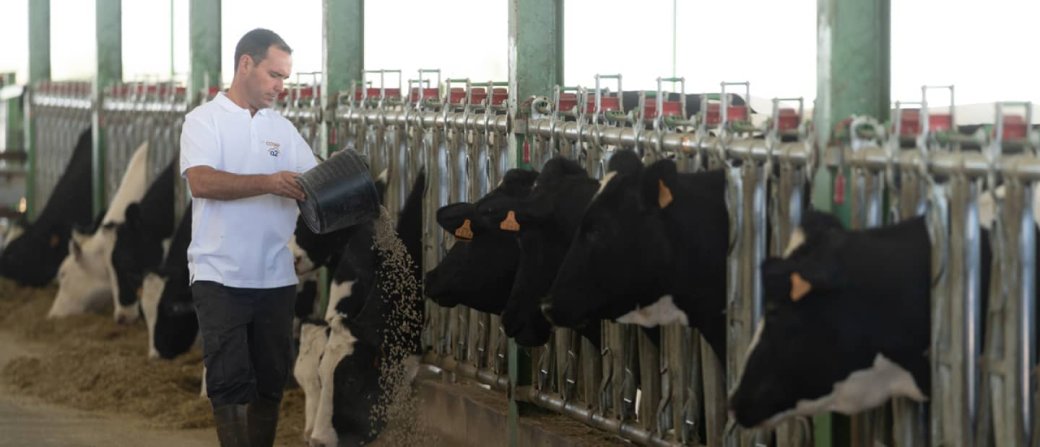 Ganderos dándoles pienso a las vacas