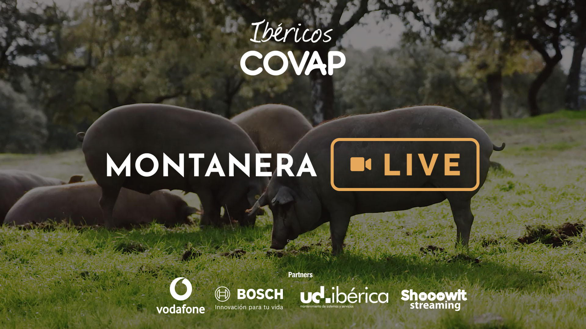 Montanera Live | Ibéricos COVAP